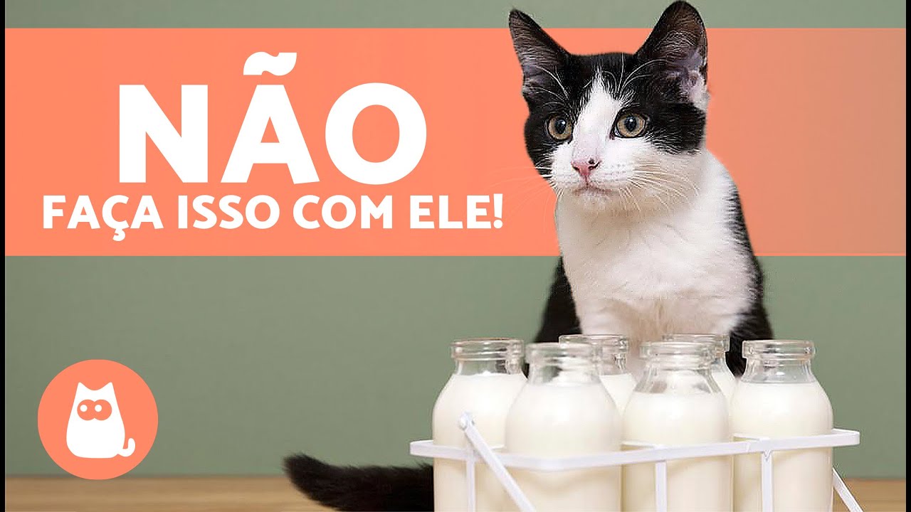10 ERROS COMUNS ao CUIDAR de um GATO 🐱 N&atilde;o os cometa!