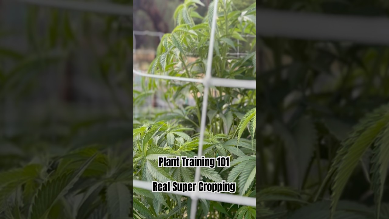 Как делать &laquo;суперкроп&raquo; с BleezyB #cannabiseducation #emeraldtriangle #mendodope