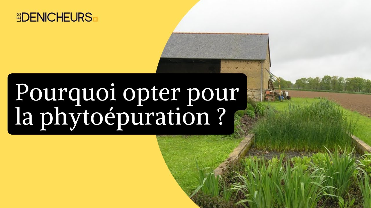♻️  Zoom sur la phyto&eacute;puration : un substituant aux fosses septiques plus &eacute;colo 🏞️