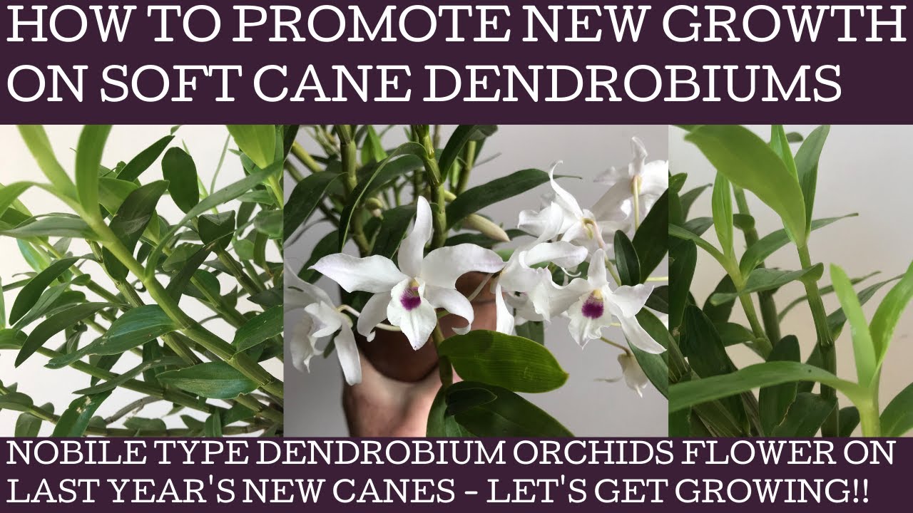 How to promote new growth on nobile type soft cane Dendrobium orchids!