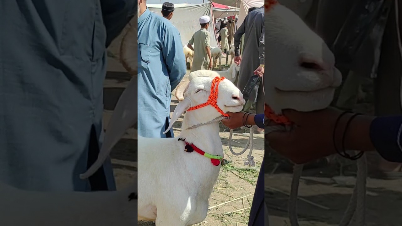 Kohat Dumba Mandi 2023 | kohat Bakra mandi 2023 | #kohatmandi #kohat #kohatbakramandi2023