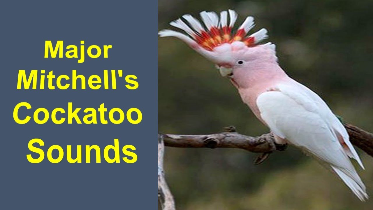 Major Mitchell's Cockatoo | Major Mitchell's Cockatoo Sounds