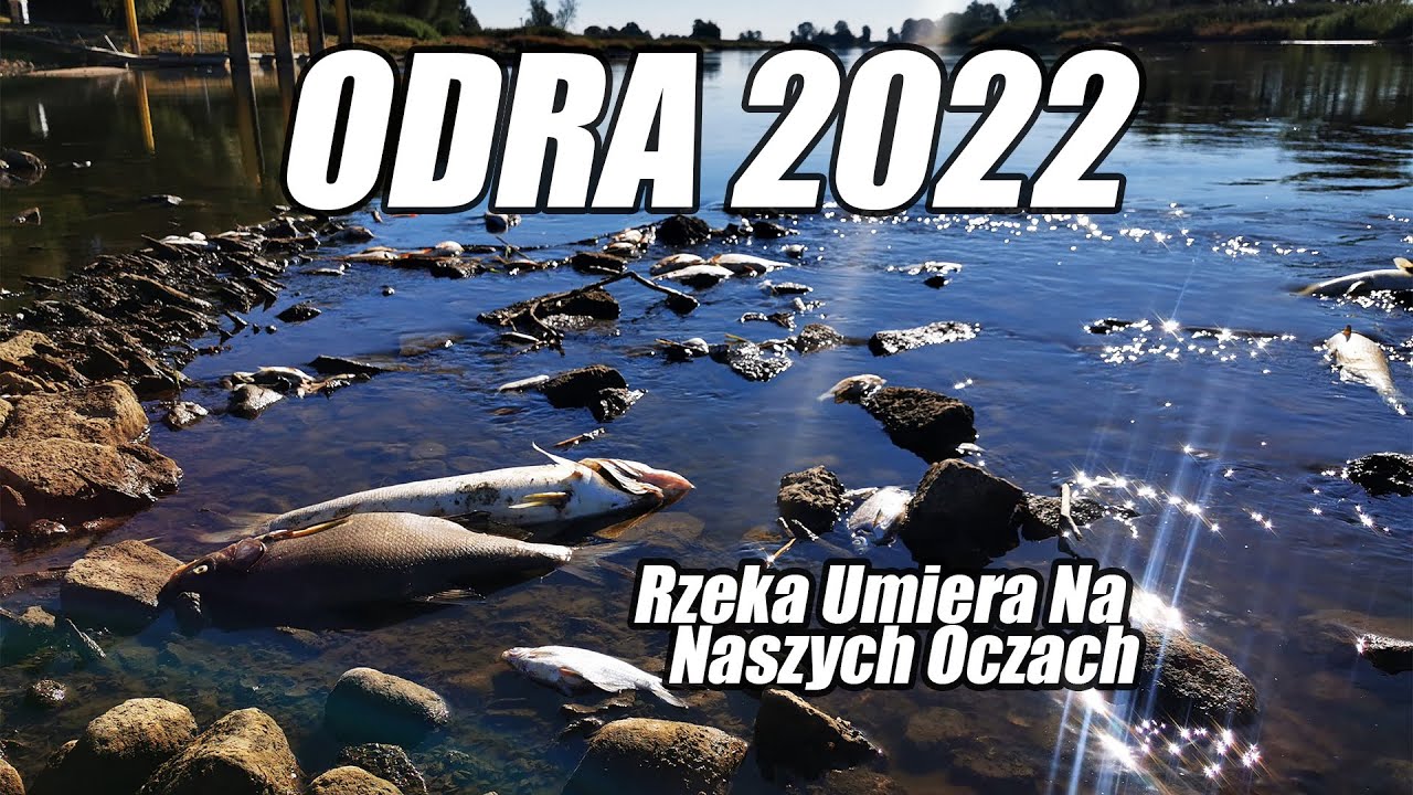 Katastrofa Ekologiczna na Odrze!! Odra umiera na naszych oczach!!