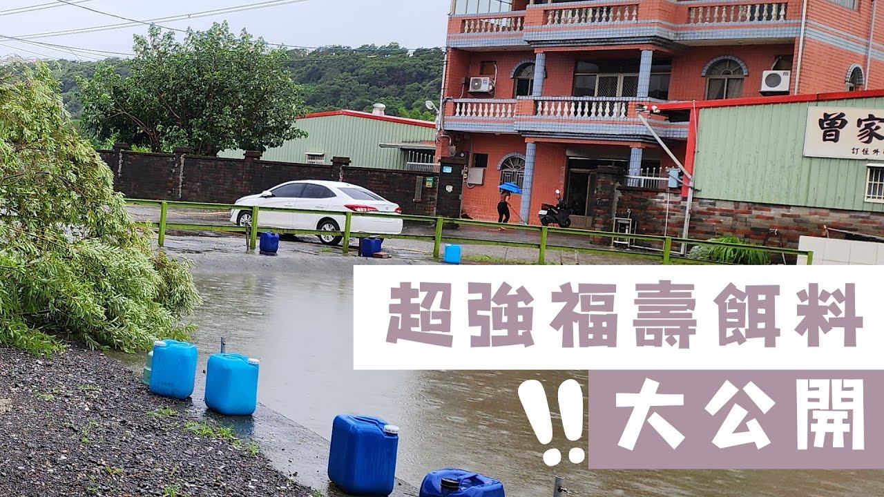 魚戰釣具-超強秘製福壽餌料做法大公開