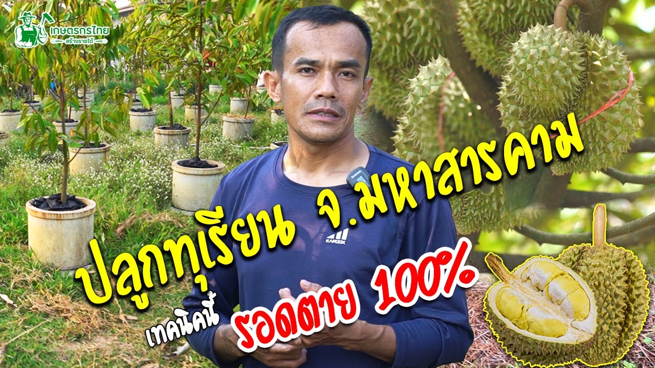 ทุเรียนจังหวัดมหาสารคาม ปลูกอย่างไร ทำไมถึงปลูกได้  l ชมสวนเกษตรกรไทย Ep309