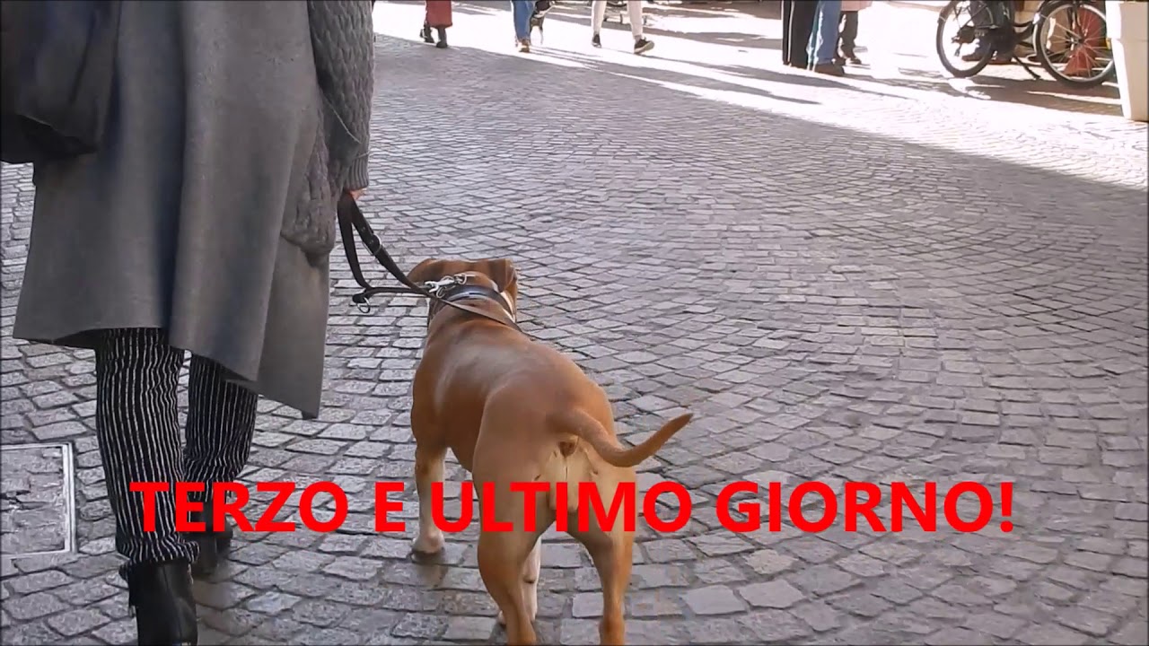AMSTAFF: #ADDESTRAMENTO!