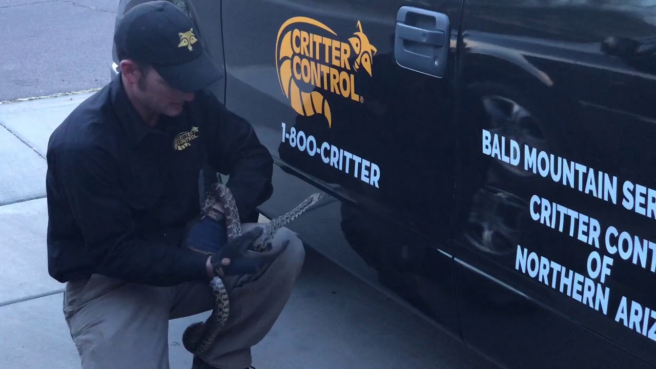 Gopher Snake removed from a backyard in Prescott Lakes, Arizona
