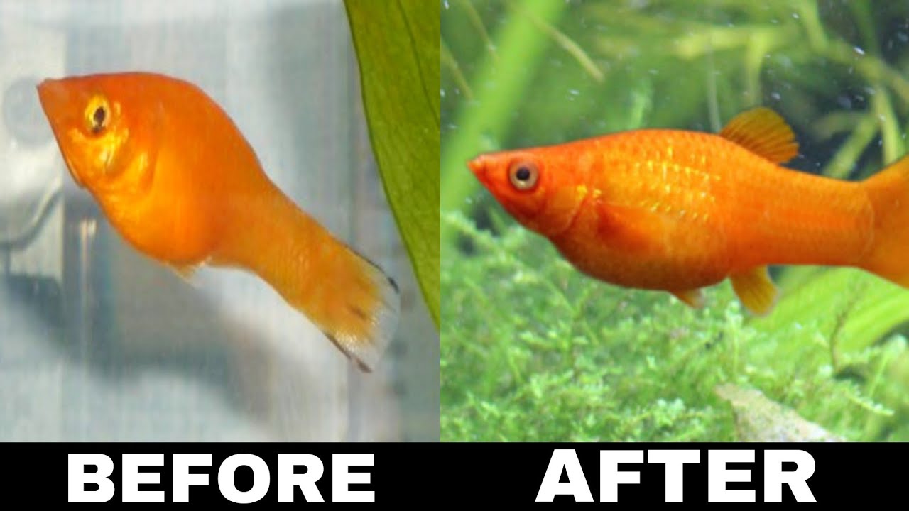 Why do Your Molly Fish Clamped Fins And How To Solve It?