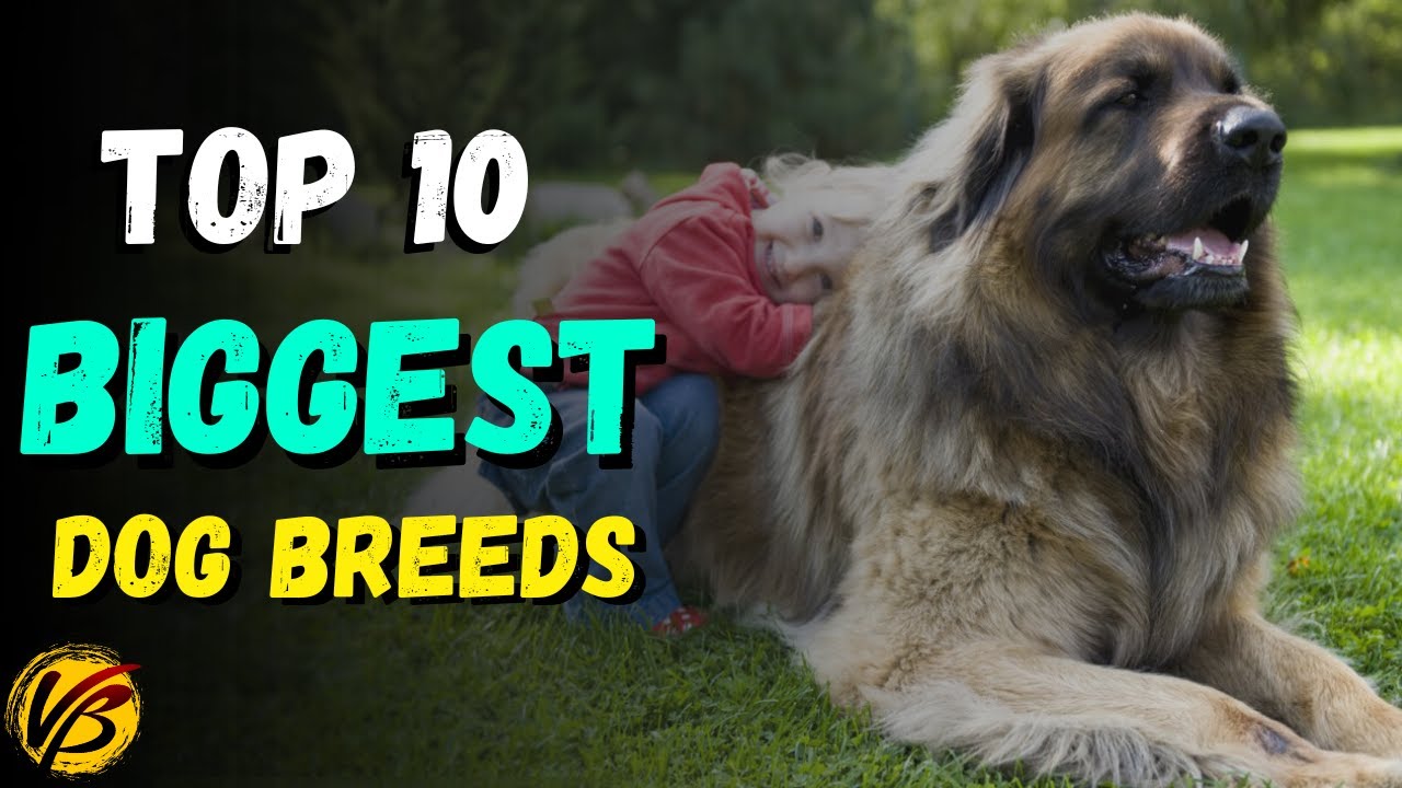 Top 10 Biggest Dog Breeds In The World | Largest Dog Breeds | Tall Dog Breeds | Biggest Dogs