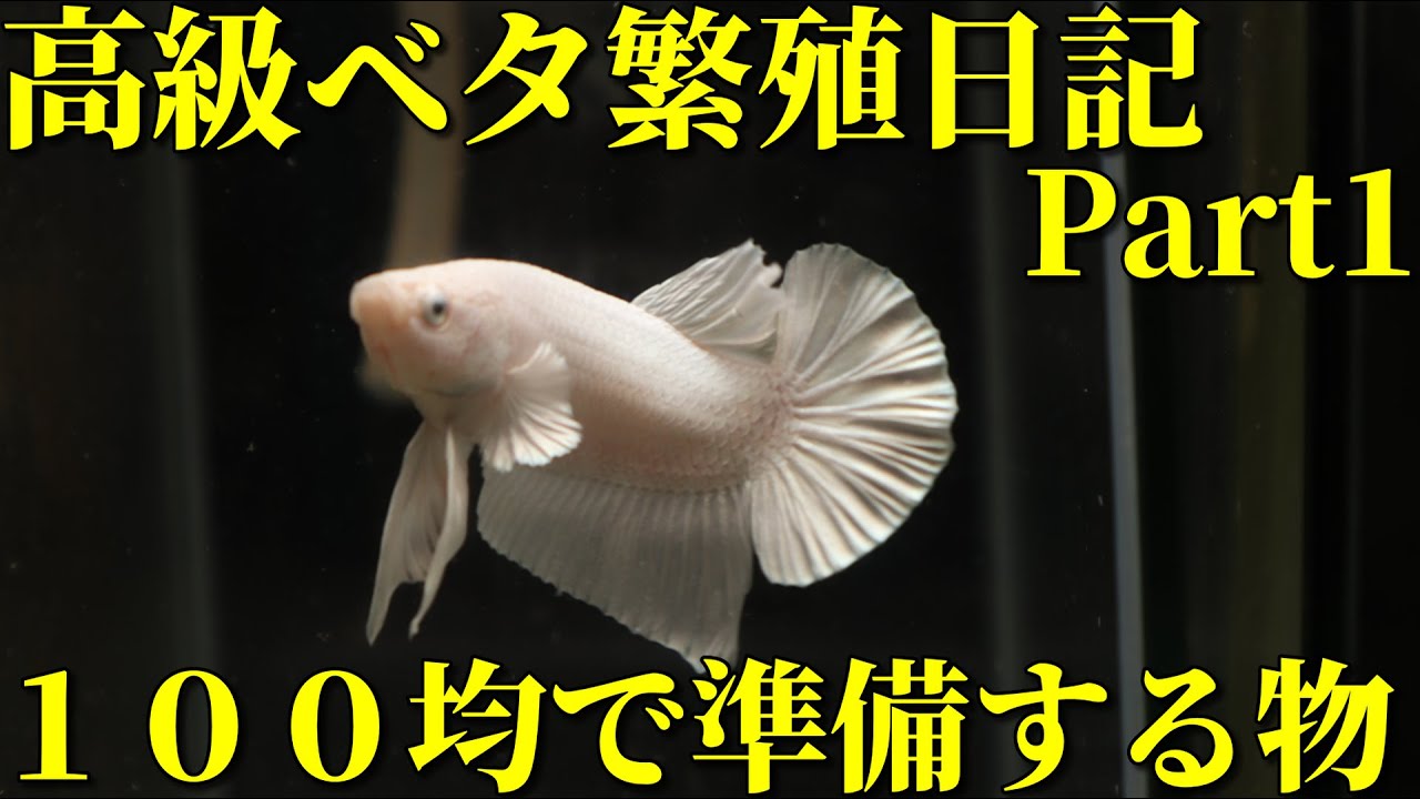 【アクアリウム】高級ベタ繁殖日記Part1「100均容器で繁殖開始」超絶簡単ベタ繁殖マニュアル