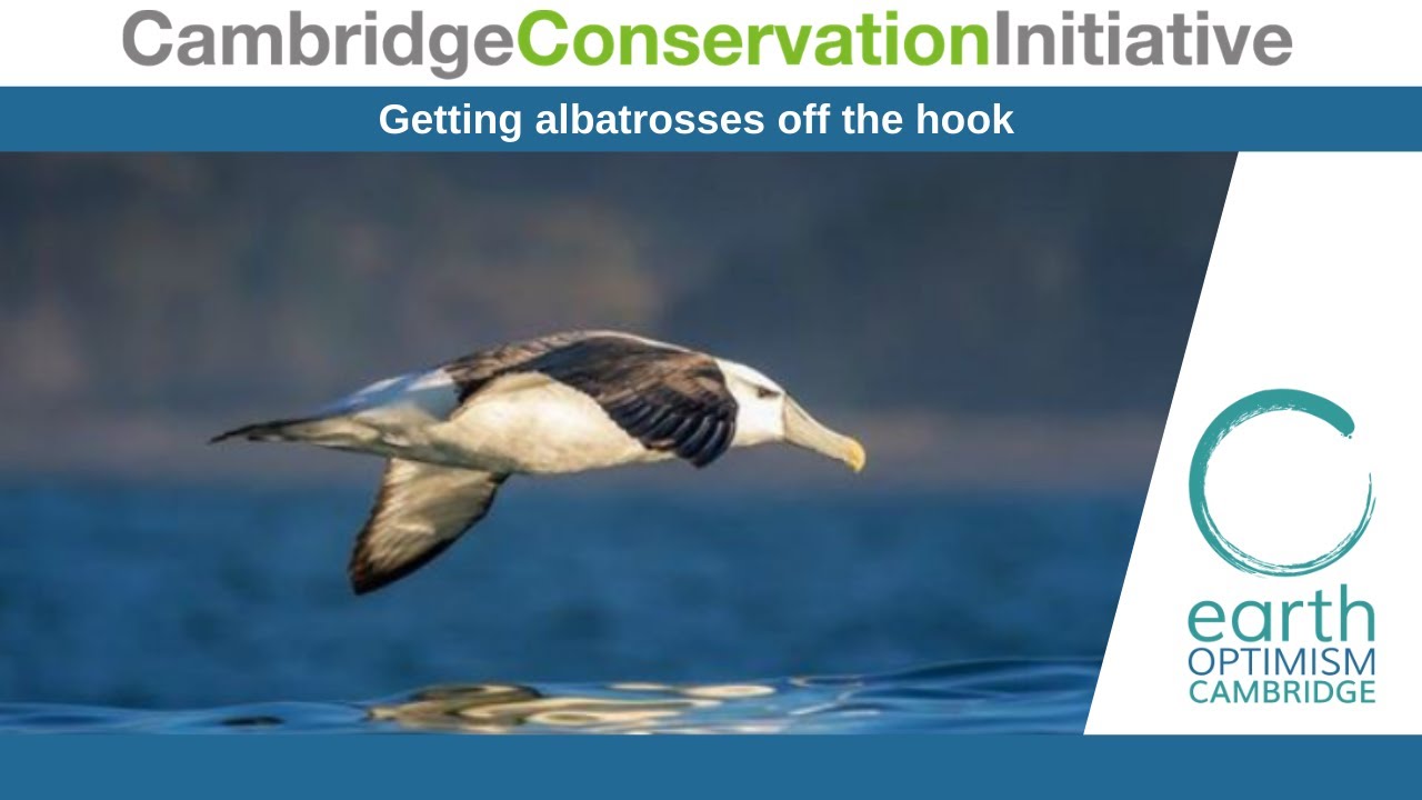 Getting albatrosses off the hook