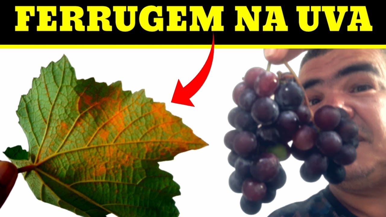 Como acabar com a [ ferrugem ] nas plantas