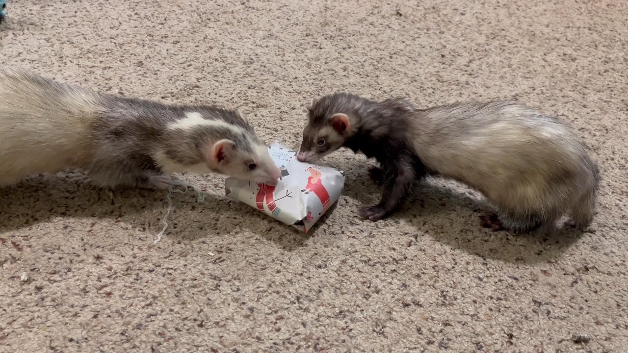 Otacon, Luda, and Zeno Get a Christmas Gift!