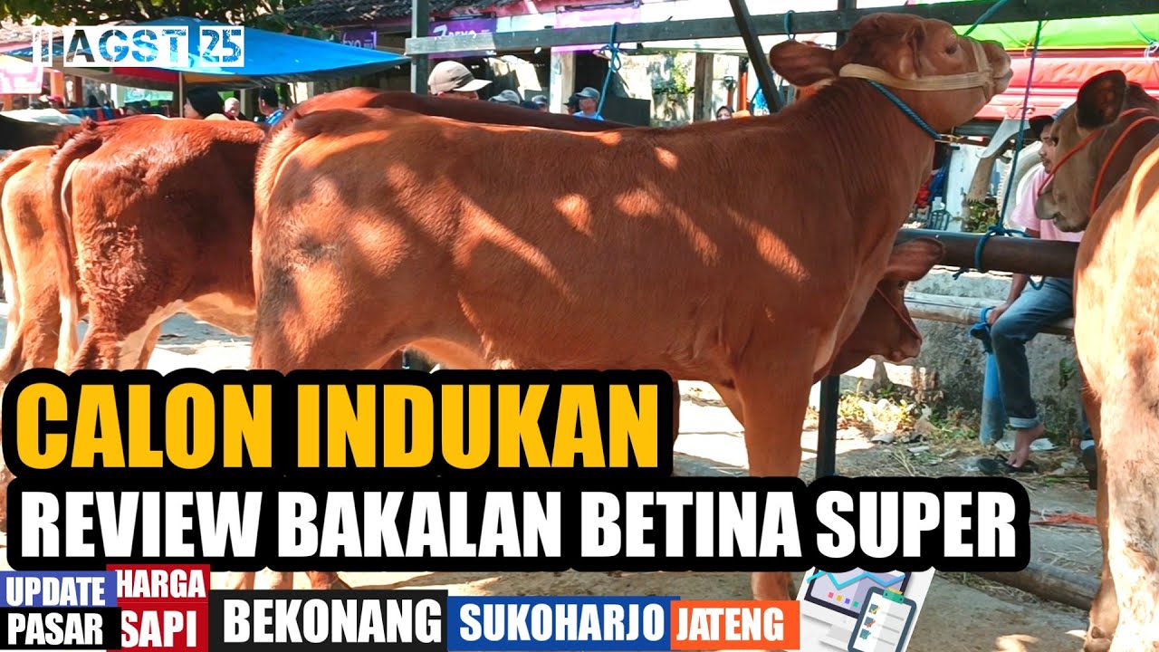 Review Calon Indukan, Bakalan Betina Super
