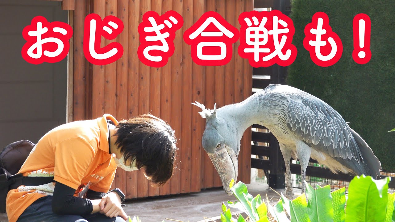 【2021年7月17日】大好きな飼育員さんにごはんをもらう、ハシビロコウのふたばちゃん。3時半頃から閉園15分前をギュッと凝縮! shoebill FUTABA-CHAN