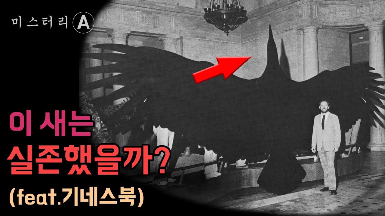 지구에서 가장 큰 새 (비행가능) / 이 새는 정말 실존했을까?