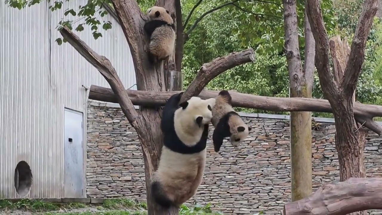 Panda mom's savage parenting: climbing trees with cub in mouth, total boss move!