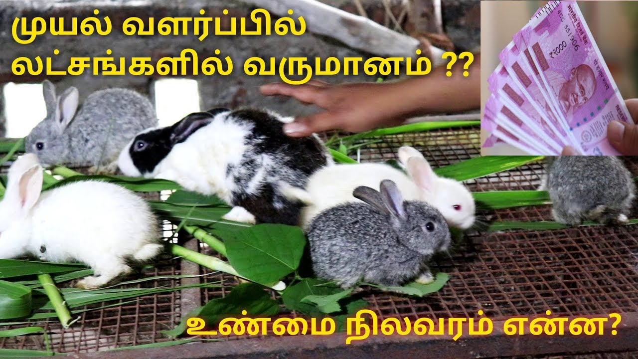 முயல்பண்ணையில் லட்சக்கணக்கில் லாபம்?? உண்மை நிலவரம் என்ன ??