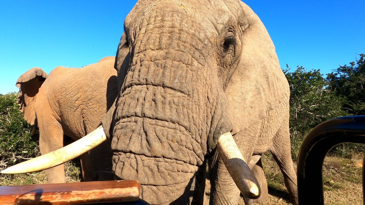 Elephant gets a bit too close!!!
