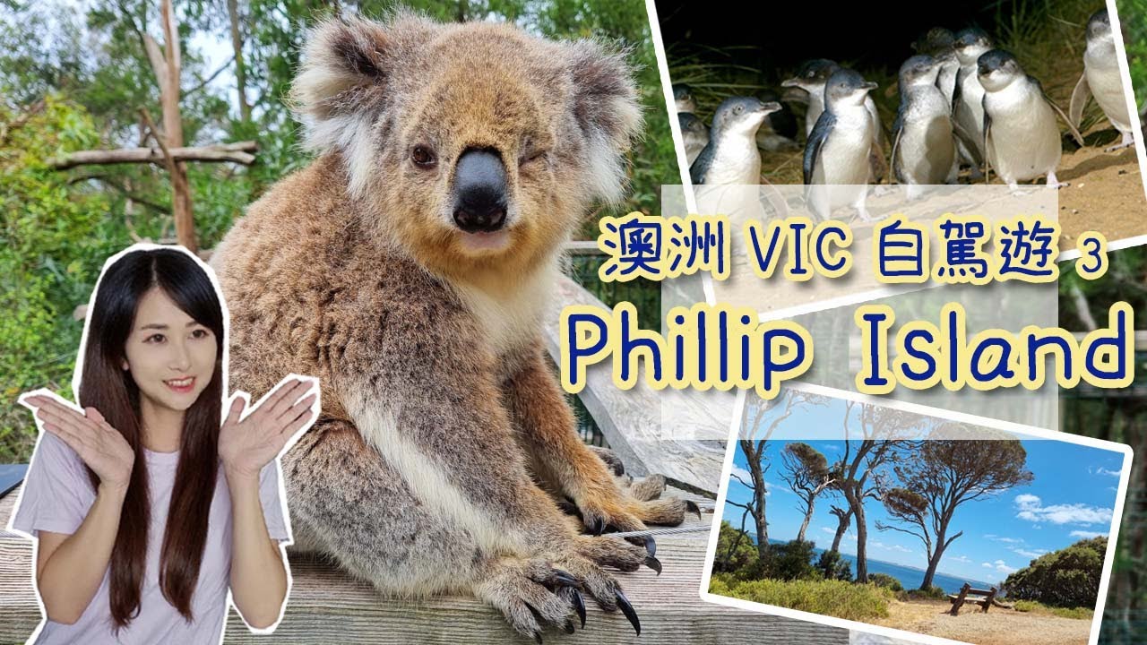 [澳洲] 必去景點 Phillip Island小企鵝回巢｜零距離看樹熊｜大迷宮｜Churchill Island｜Australia koala｜Penguin parade [Eng sub]