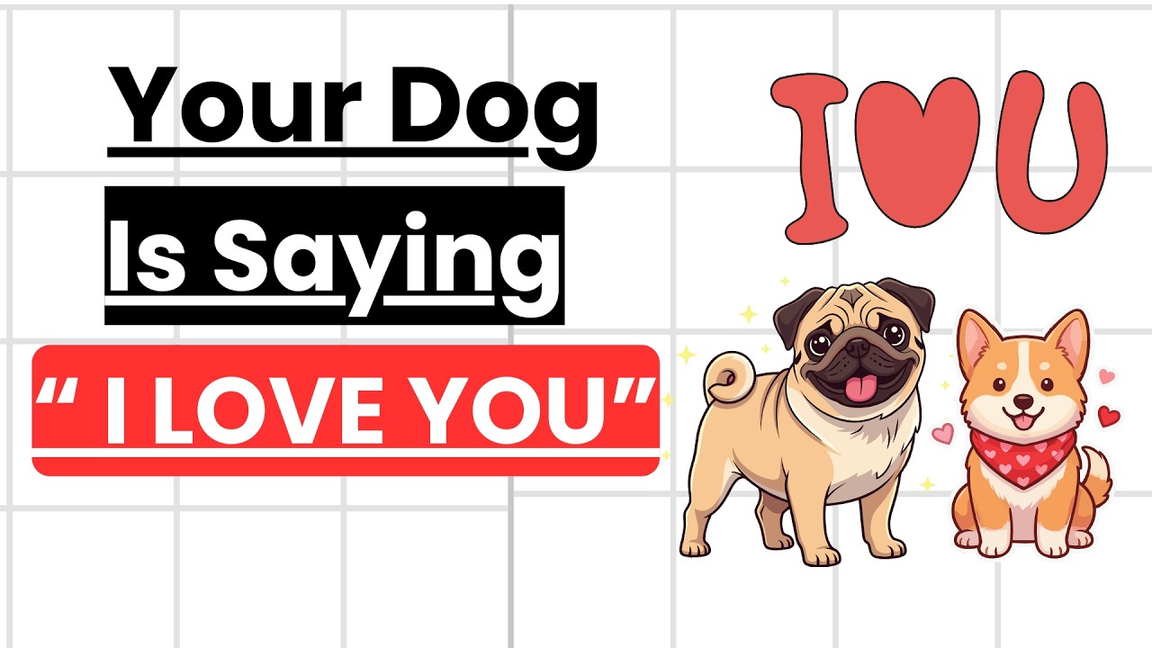 If Your Dog Does THIS, You’re Their Favorite Person 🐾#viraldogvideos #petshub