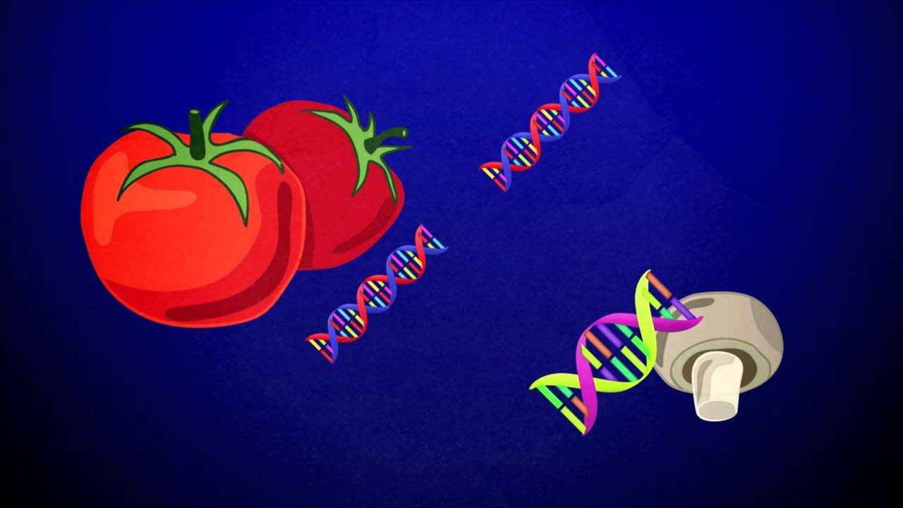 Ciencia express: transg&eacute;nicos