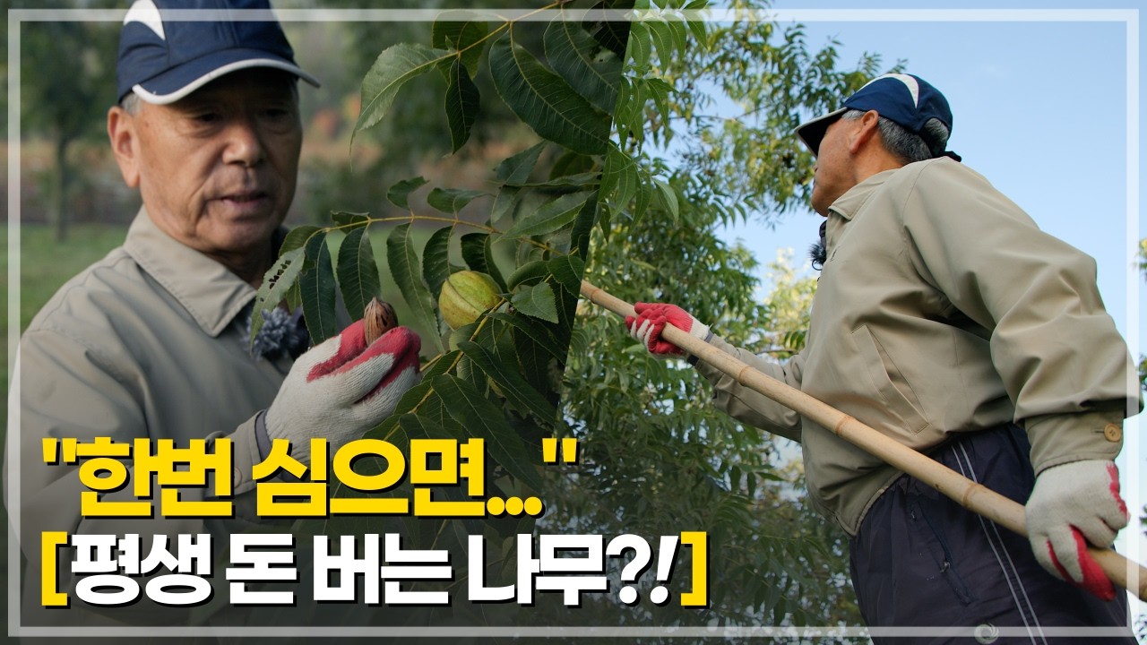 치매예방에 특효! 관리는 쉽고 수익은 높은 '프리미엄 피칸' 시작하면 좋은 이유!