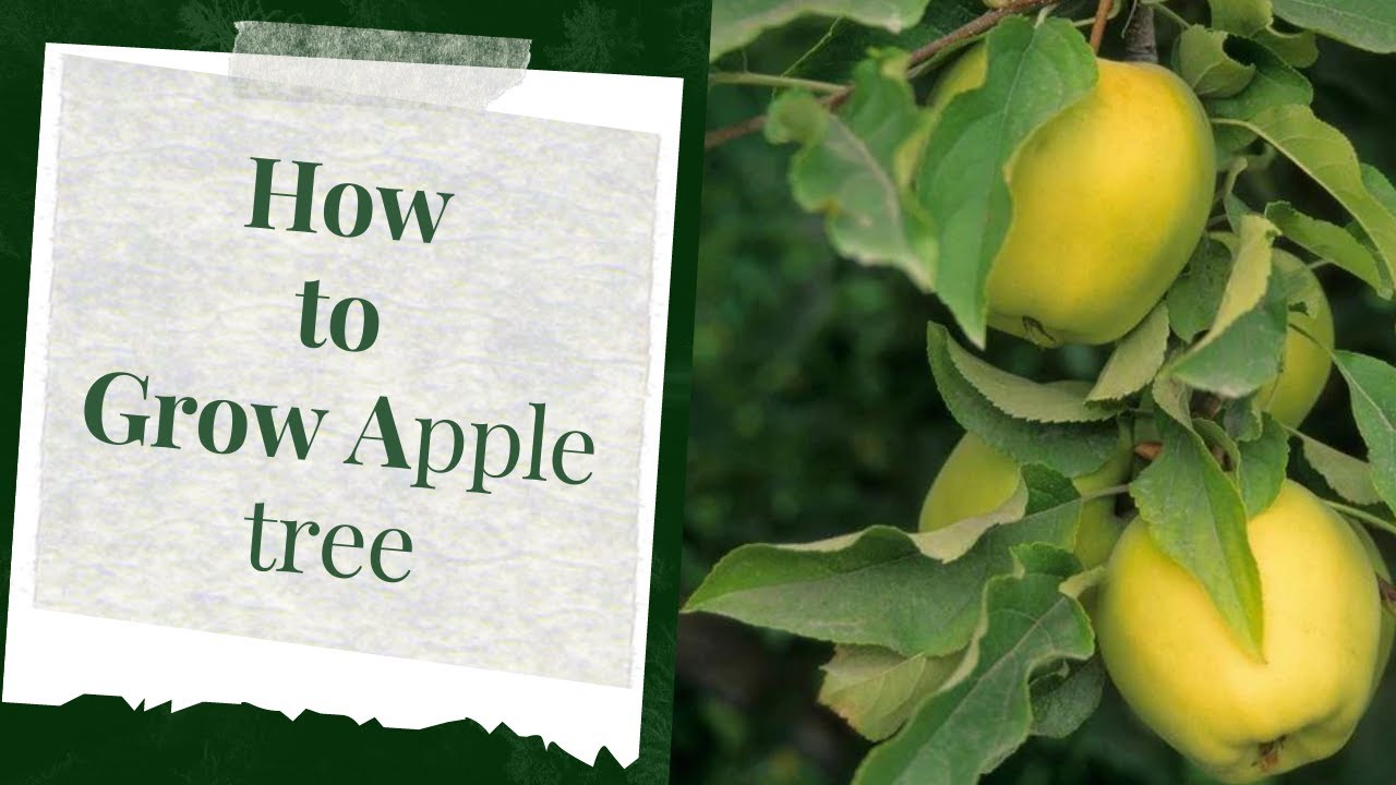 How To Grow A Golden Delicious Apple Tree |BIOLOGY|BIODIVERSITY|BOTANY|