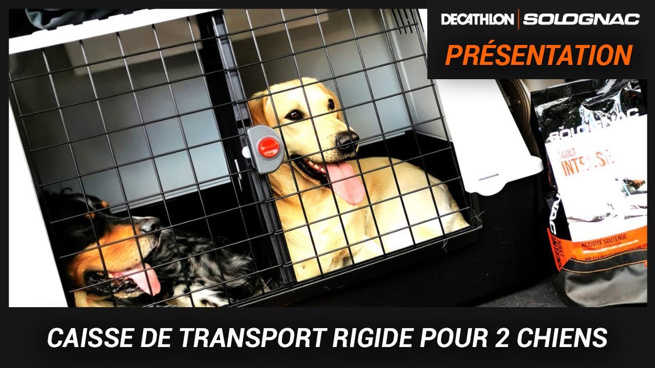 CAISSE RIGIDE POUR 2 CHIENS : LES AVANTAGES DE CE MODÈLE