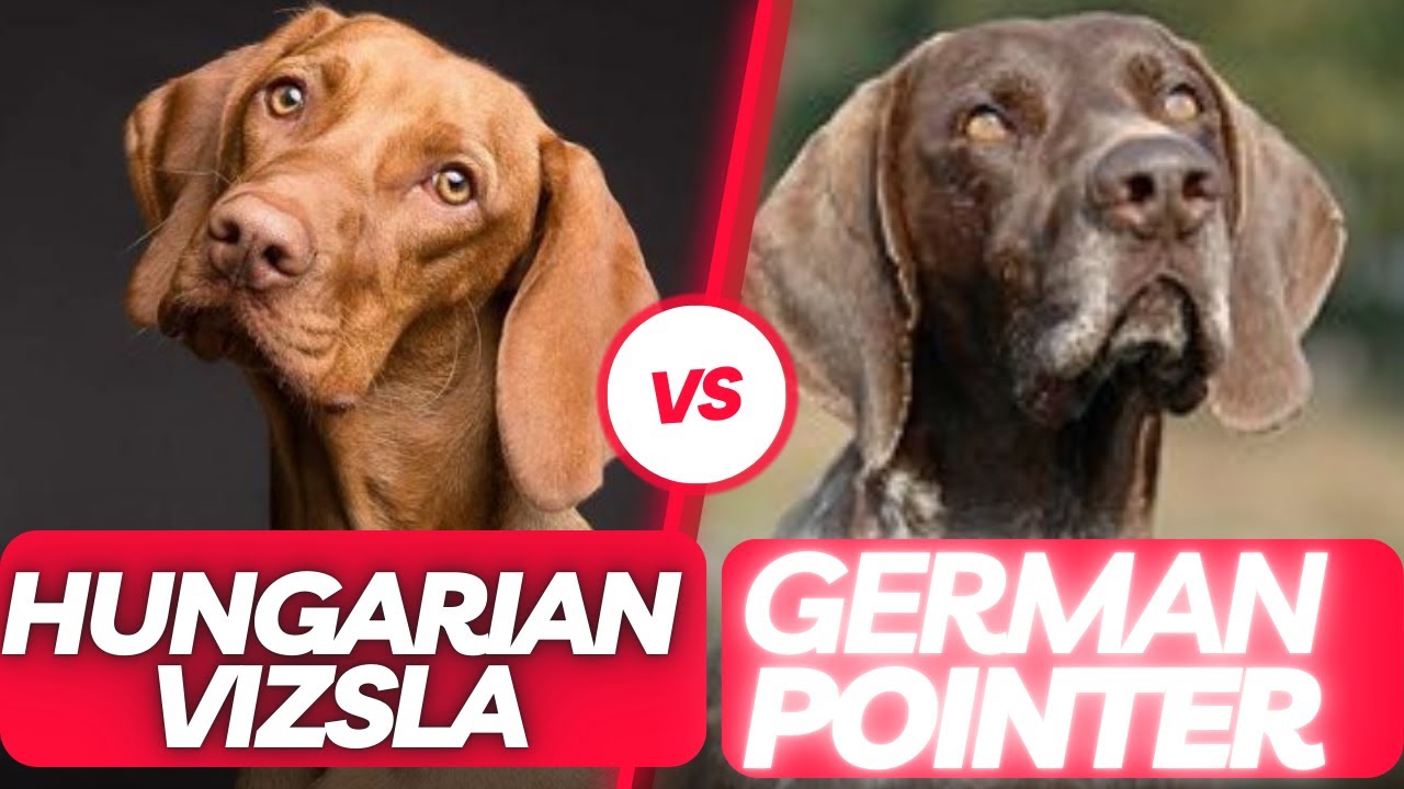 German Pointer vs Hungarian Vizsla: which to choose