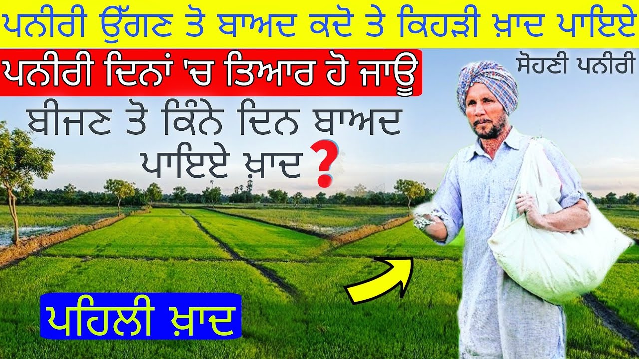 ਝੋਨੇ ਦੀ ਪਨੀਰੀ ਨੂੰ ਕਿਹੜੀਆ ਖ਼ਾਦਾ ਕਦੋ ਤੇ ਕਿਵੇ ਪਾਇਏ.? paddy nursery fertilizers time and dose