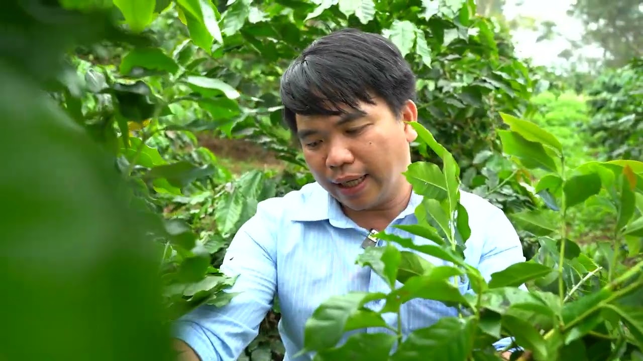 KỸ THUẬT CHĂM SÓC CÀ PHÊ CHÈ ARABICA TÂY BẮC