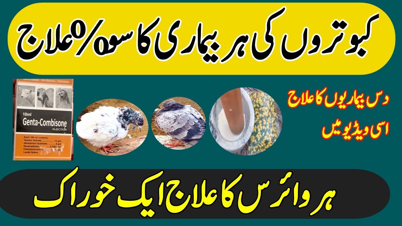 KABOOTAR KI HR BEMARI KA SO % ALAJ 