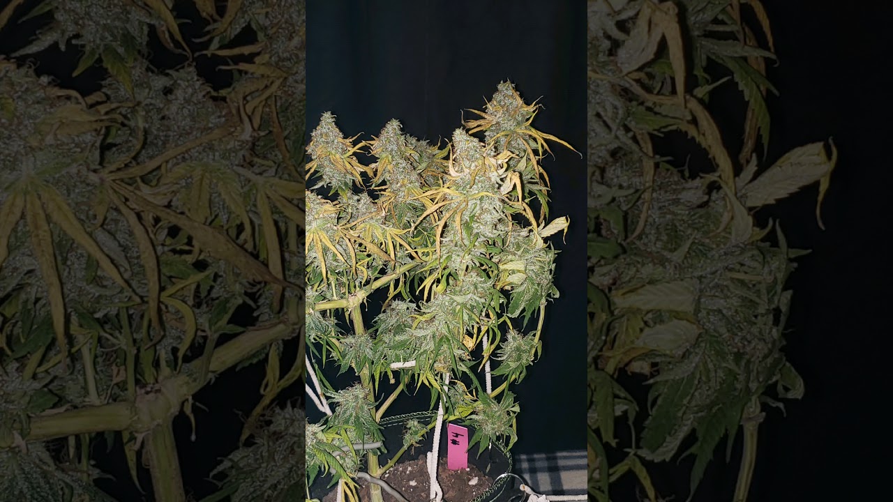 Shockwavef2 Chopped! Wet trim and ready to hang