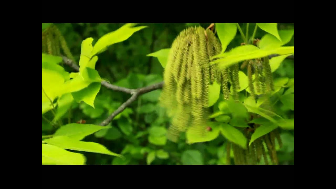 hickory catkins release pollen in Tipp City, Ohio USA