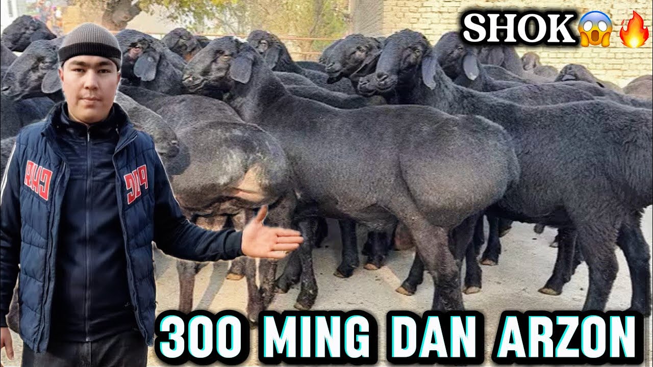 🇰🇬ARASHAN _🇹🇯XISORI. QOCHQORLAR KELDI 300 MING DAN ARZON😱✅