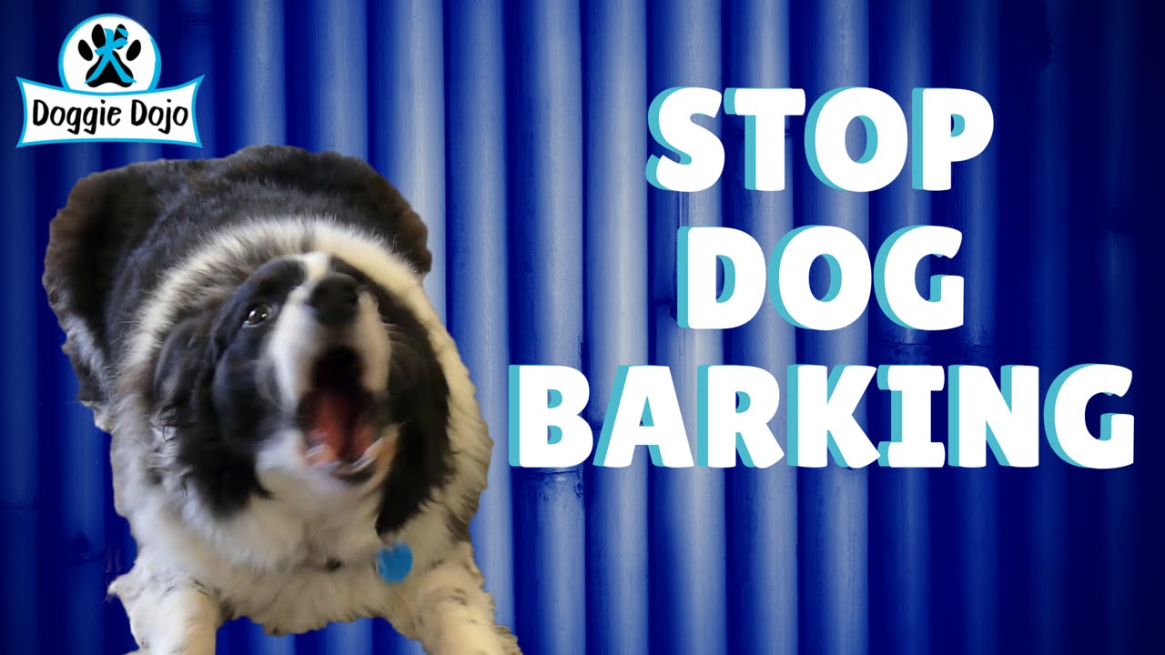 How To Stop Dog Barking