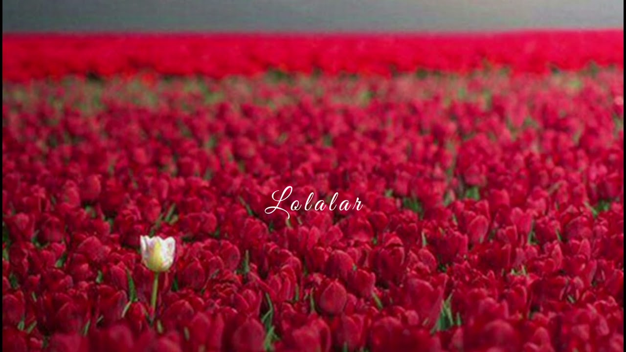 Sanjar Halikov-Lolalar