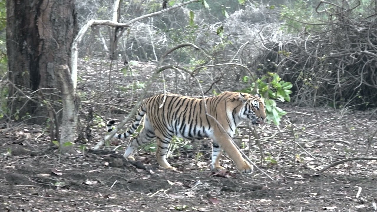 Tiger climbing a tree in Jim Corbett National park