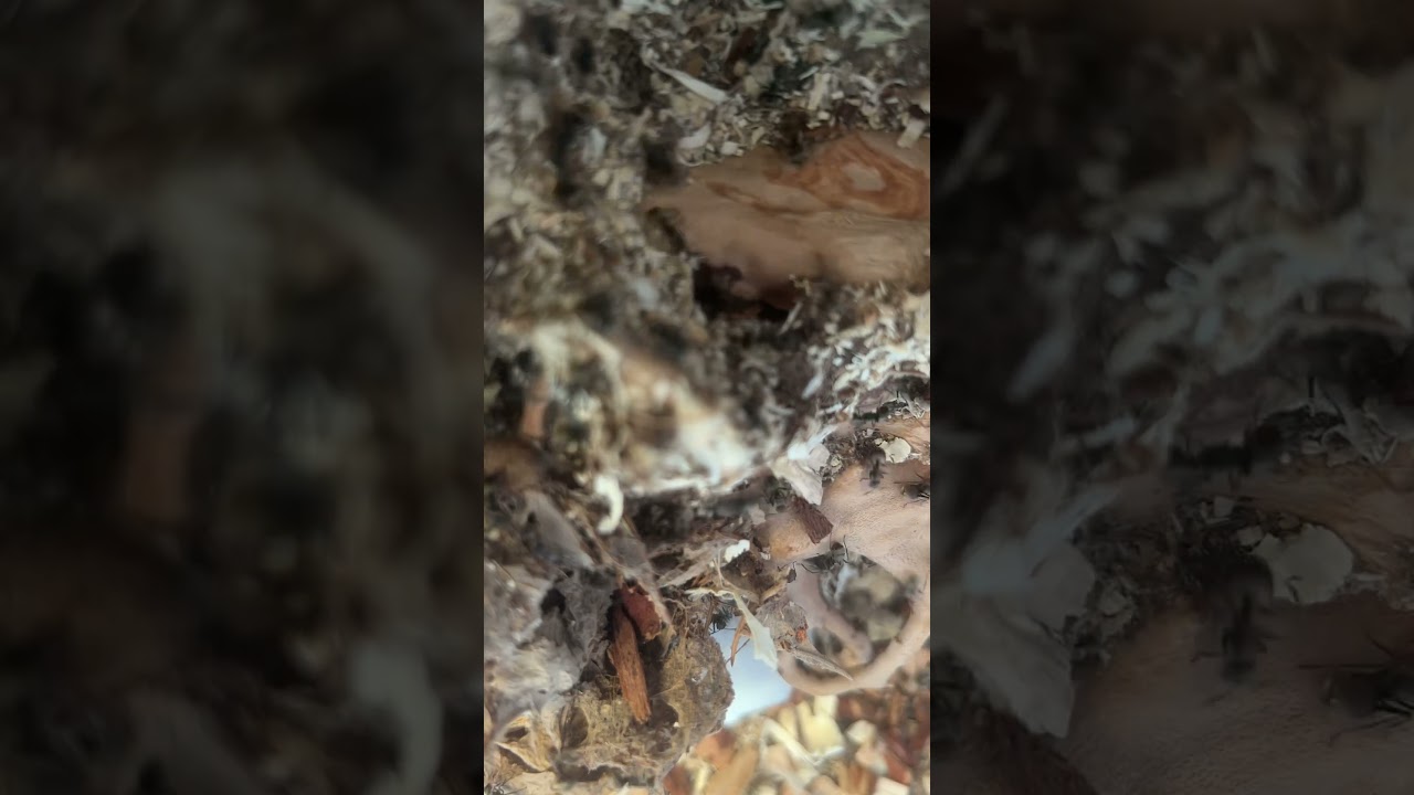 #antkeeping