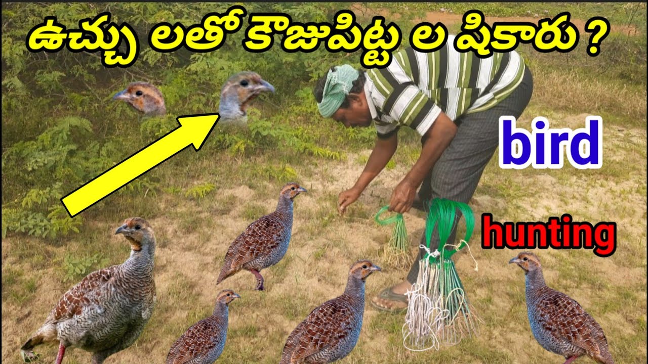 My village లో ఉచ్చు లతో కౌజుపిట్ట ల వేట కొచ్చ మండొయ్ how to use kouju pitta hunting bird 🐦in telugu 