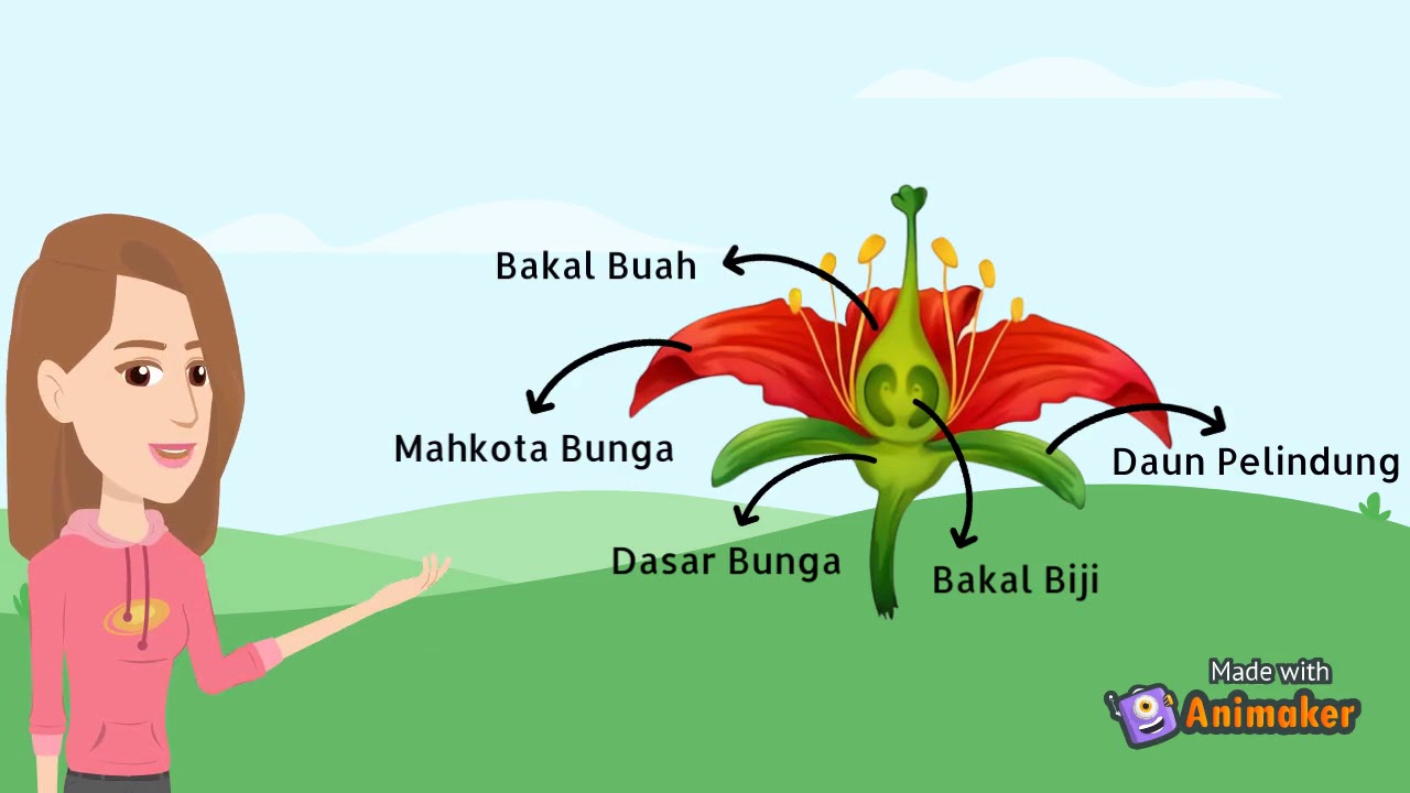 Morfologi Bunga - Struktur dan Pengelompokan Bunga