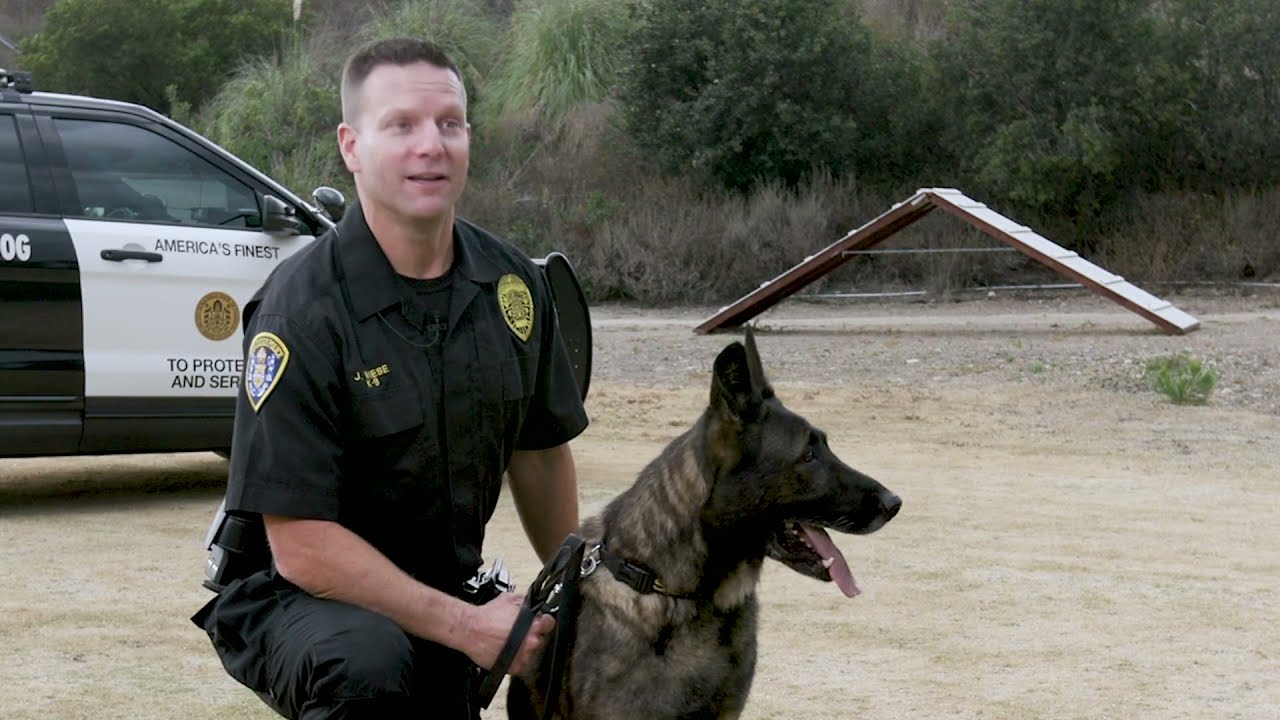 The Story of Ufo - Retired San Diego Police Service Dog - SDPD K9 Unit