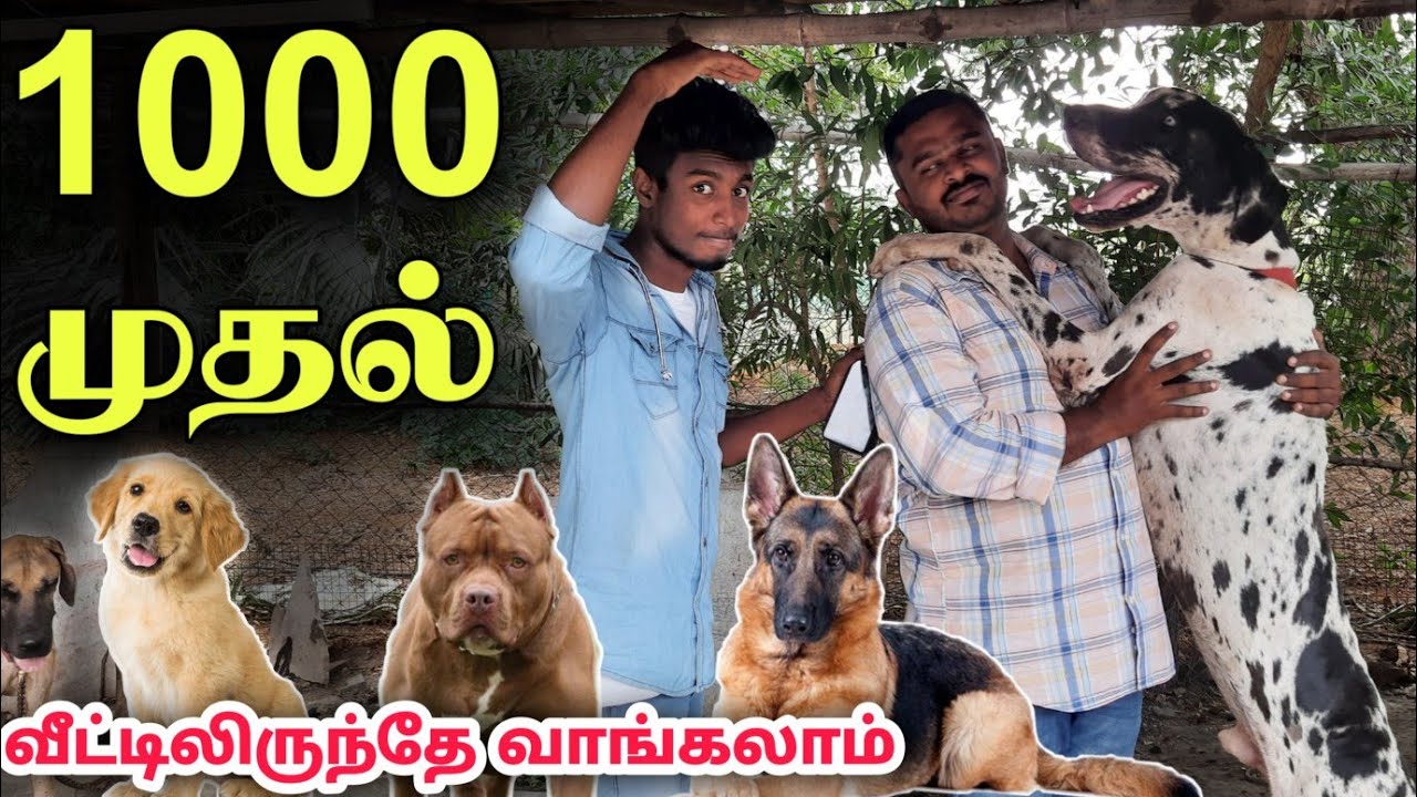 1000 முதல் வளர்ப்பு நாய்கள் | Best dog kennel in Tamil Nadu | Edison Vlogs Tamil