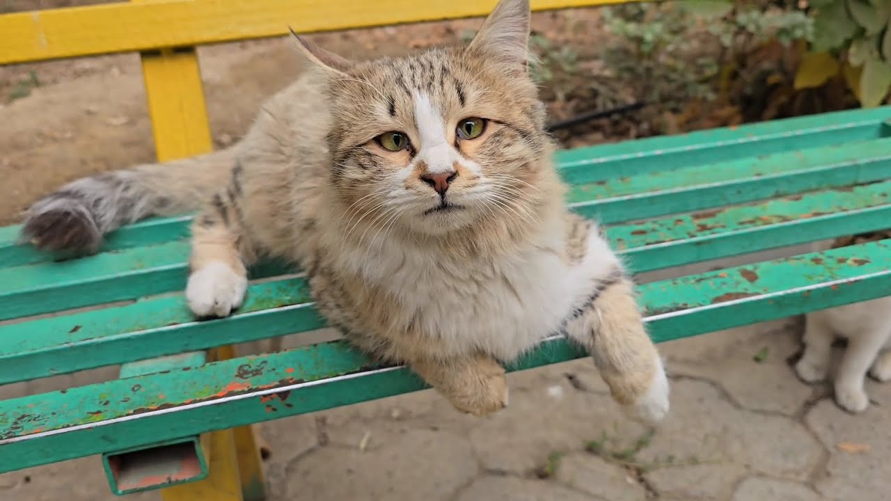When Street Cats Team Up… Chaos & Cuteness!