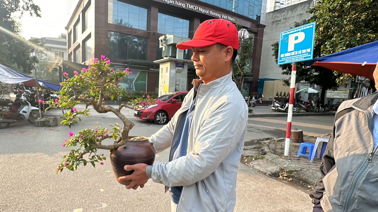 LƯƠNG BÁO GIÁ NHIỀU CÂY ĐẸP, CON ỔI TÀU HAY ĐẤY, CHỢ BONSAI VẠN PHÚC