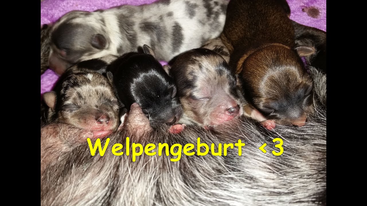 natürliche Hundegeburt _ Wurf von 5 Welpen [VLog]