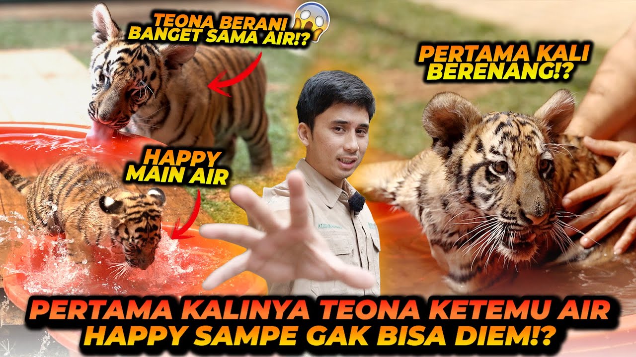 PERTAMA KALI TEONA BERENANG ! ANAK HARIMAU GA TAKUT SAMA AIR ?!