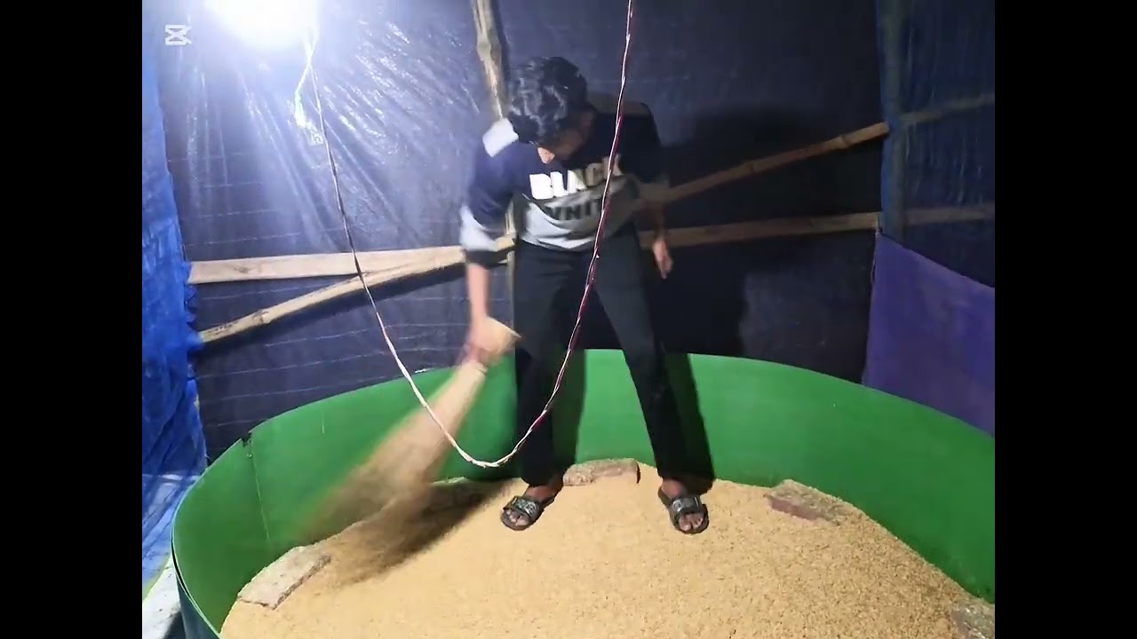 কোয়েল পাখির ০ বাচ্চা ব্রুডিং এ ব্রুডার কিভাবে রেডি করব! 🤔