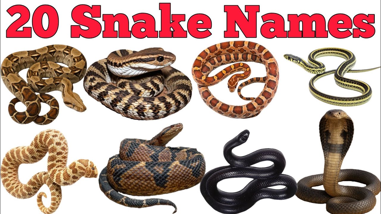 20 Snake Names In English & Hindi With Fun Facts | Fun Learning For Pre-school Children